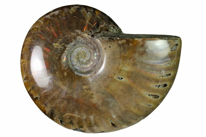 Red Flash Ammonite Fossil - Madagascar #151752